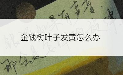 金钱树叶子发黄怎么办