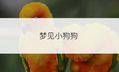 梦见小狗狗