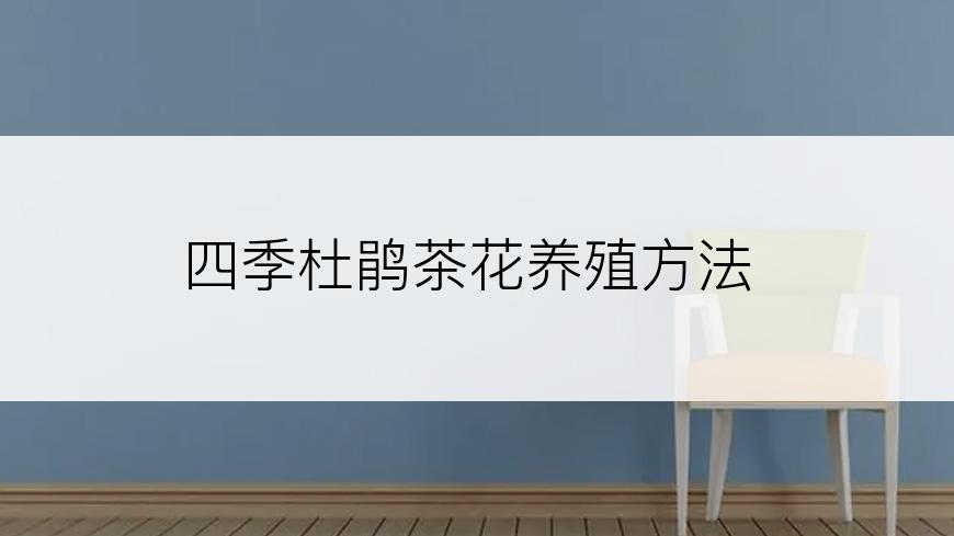 四季杜鹃茶花养殖方法