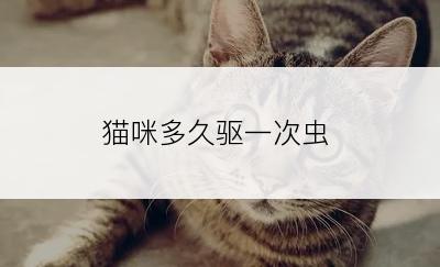 猫咪多久驱一次虫