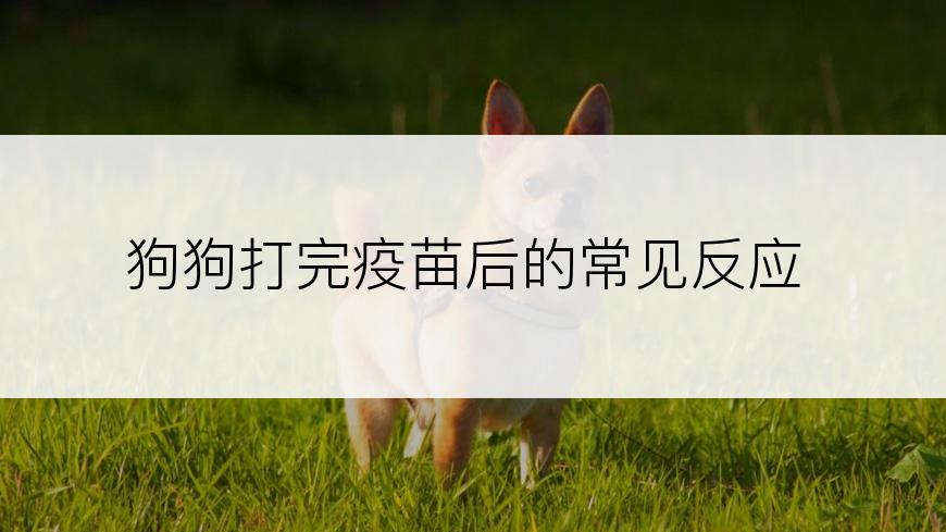 狗狗打完疫苗后的常见反应