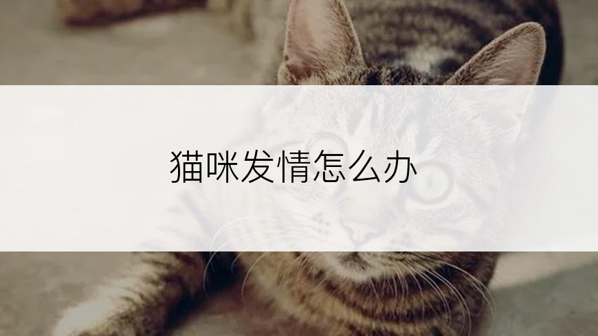 猫咪发情怎么办
