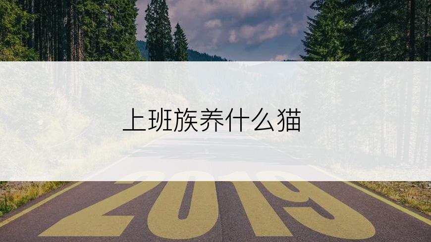 上班族养什么猫