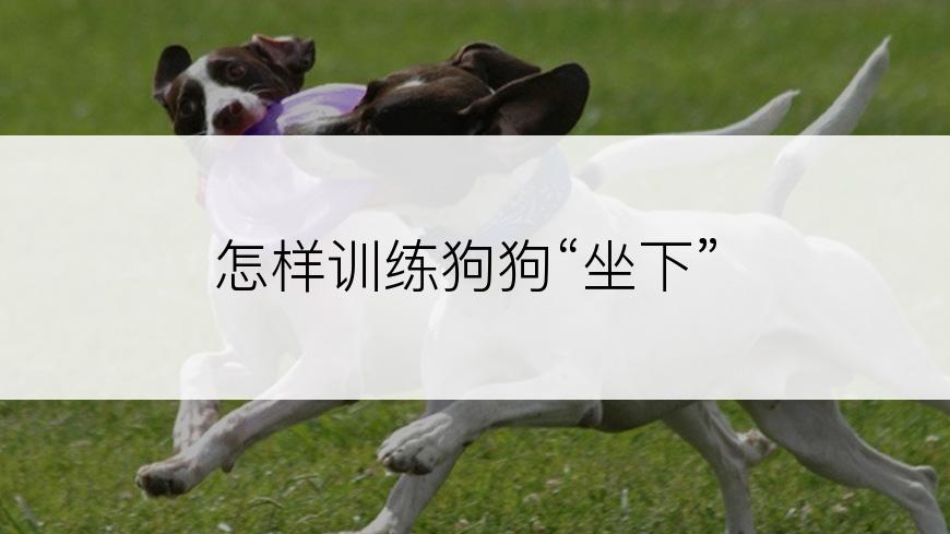 怎样训练狗狗“坐下”