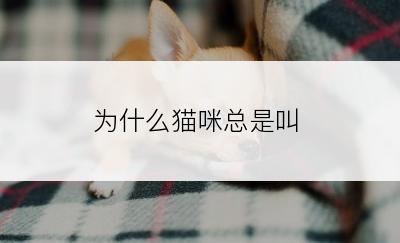 为什么猫咪总是叫