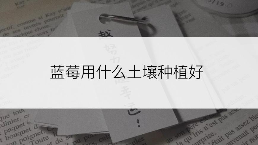 蓝莓用什么土壤种植好