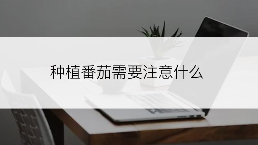 种植番茄需要注意什么