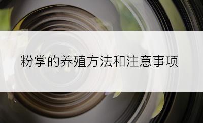 粉掌的养殖方法和注意事项