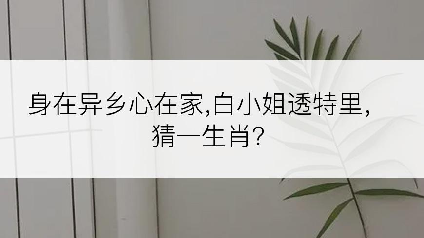 身在异乡心在家,白小姐透特里，猜一生肖？
