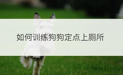 如何训练狗狗定点上厕所