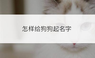 怎样给狗狗起名字