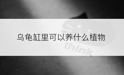 乌龟缸里可以养什么植物