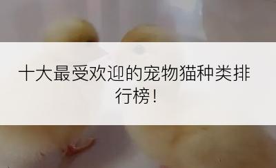 十大最受欢迎的宠物猫种类排行榜！