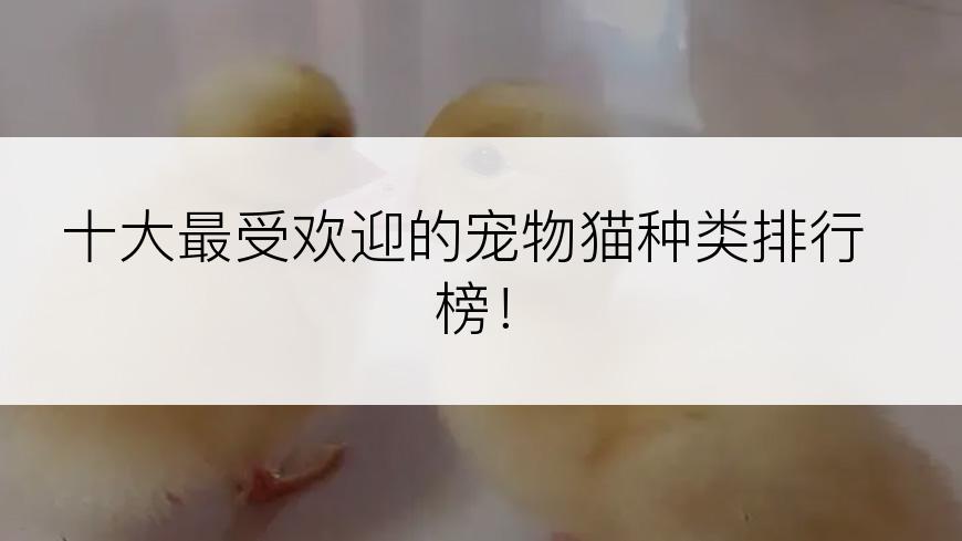 十大最受欢迎的宠物猫种类排行榜！