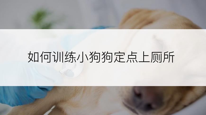 如何训练小狗狗定点上厕所