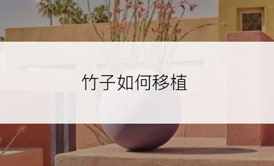 竹子如何移植