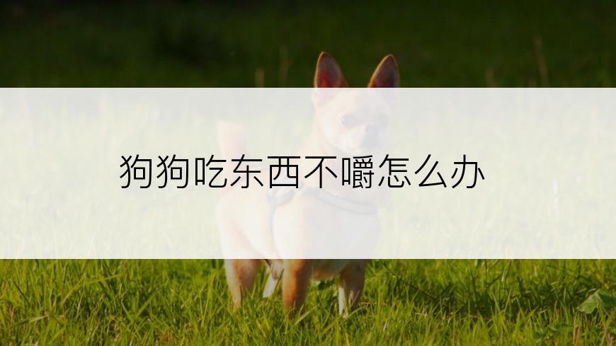 狗狗吃东西不嚼怎么办