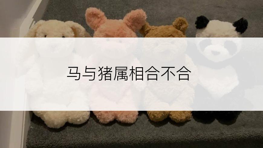 马与猪属相合不合