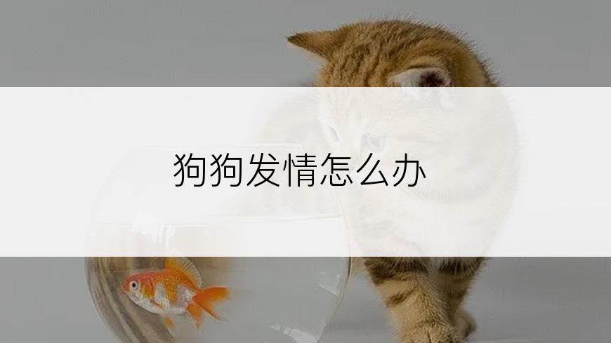 狗狗发情怎么办