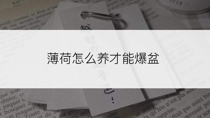 薄荷怎么养才能爆盆