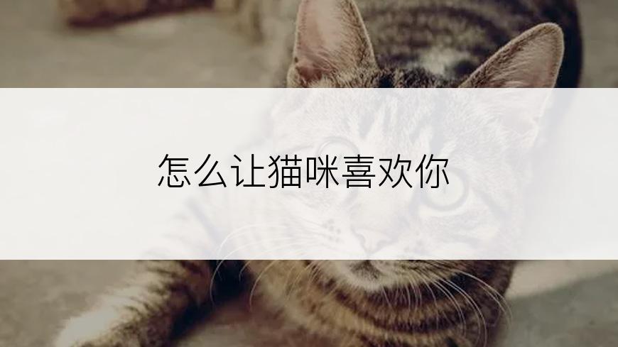 怎么让猫咪喜欢你