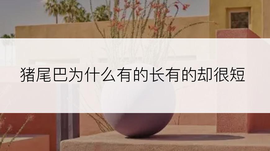 猪尾巴为什么有的长有的却很短