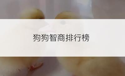 狗狗智商排行榜