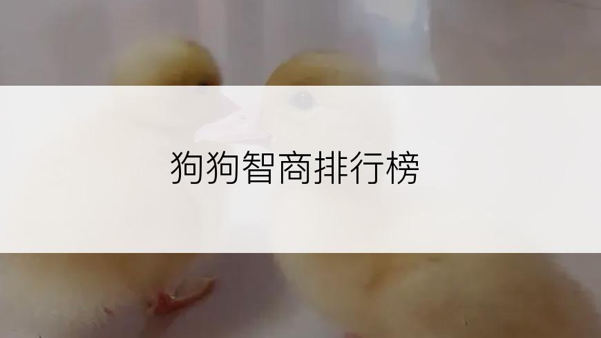狗狗智商排行榜