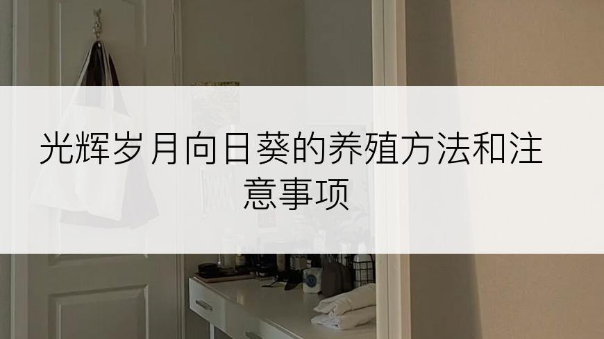 光辉岁月向日葵的养殖方法和注意事项