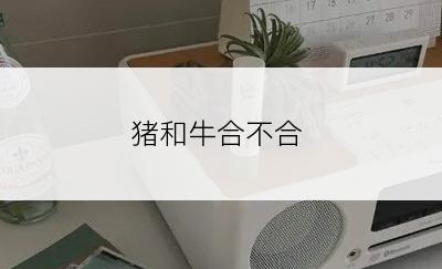 猪和牛合不合