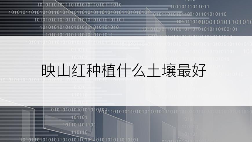 映山红种植什么土壤最好