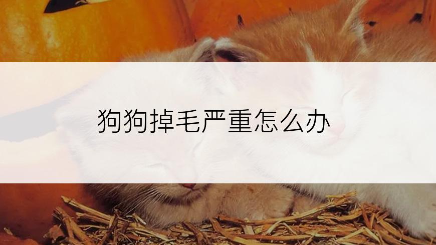 狗狗掉毛严重怎么办