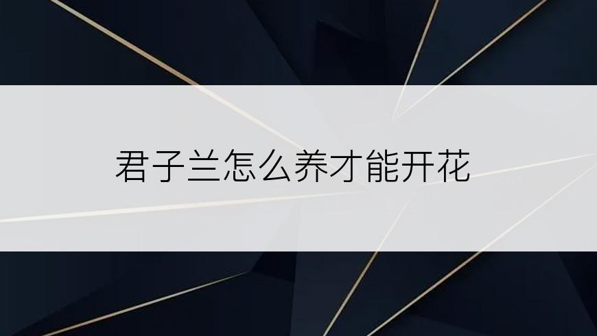 君子兰怎么养才能开花