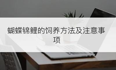 蝴蝶锦鲤的饲养方法及注意事项