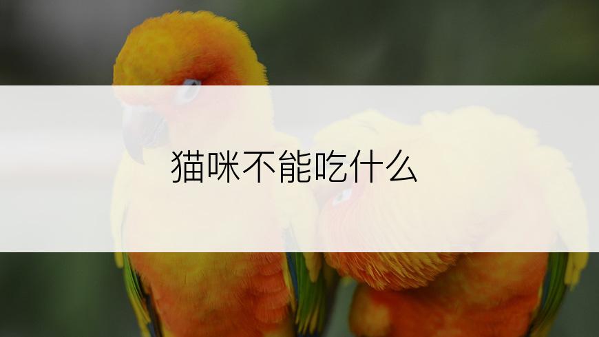 猫咪不能吃什么