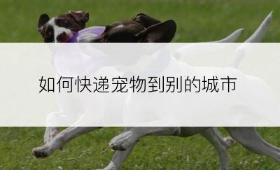 如何快递宠物到别的城市