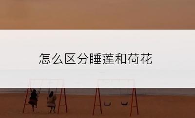 怎么区分睡莲和荷花