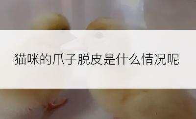 猫咪的爪子脱皮是什么情况呢
