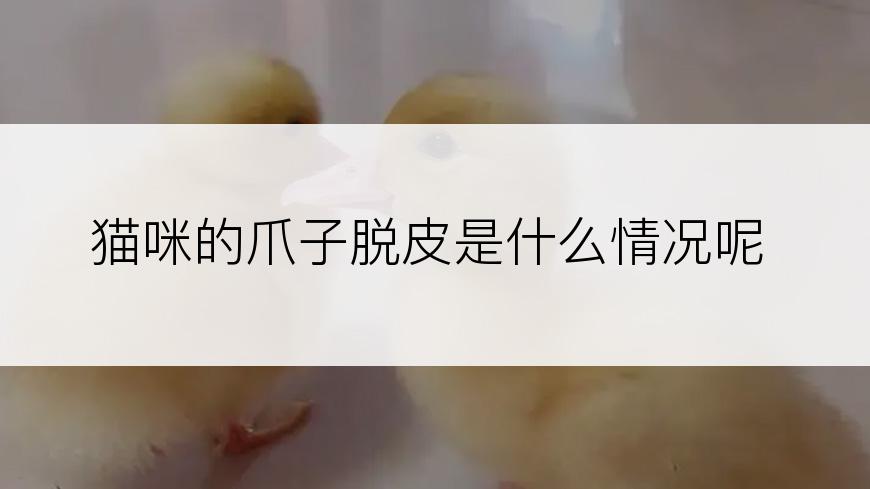 猫咪的爪子脱皮是什么情况呢