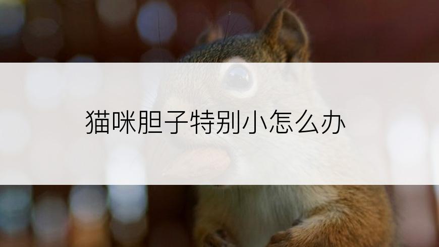 猫咪胆子特别小怎么办