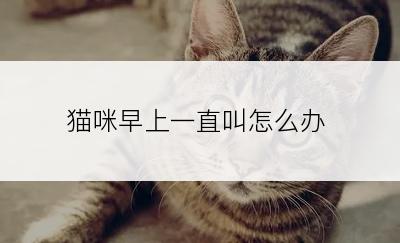猫咪早上一直叫怎么办