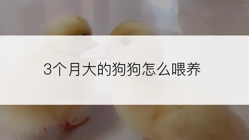 3个月大的狗狗怎么喂养