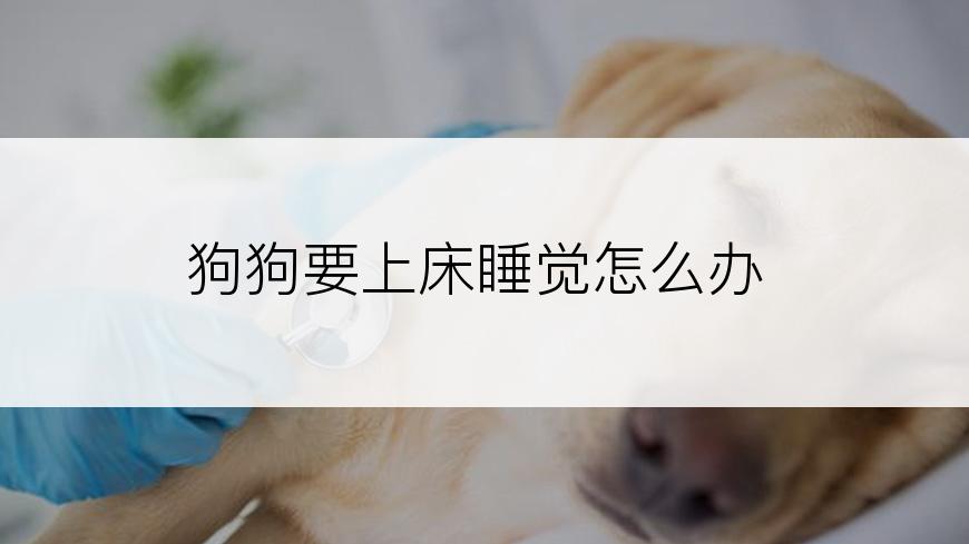 狗狗要上床睡觉怎么办
