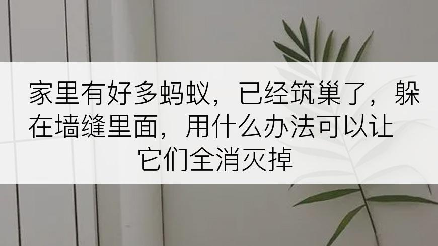 家里有好多蚂蚁，已经筑巢了，躲在墙缝里面，用什么办法可以让它们全消灭掉