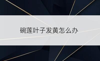 碗莲叶子发黄怎么办
