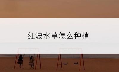 红波水草怎么种植