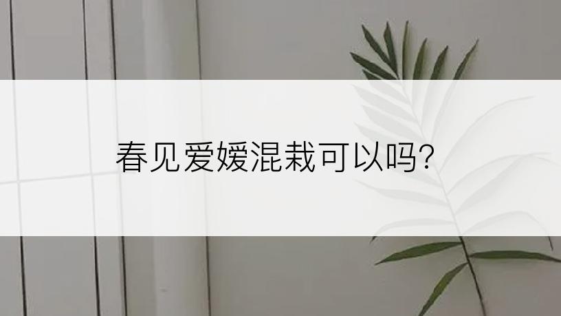 春见爱嫒混栽可以吗?
