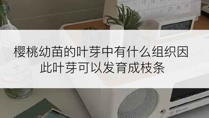樱桃幼苗的叶芽中有什么组织因此叶芽可以发育成枝条