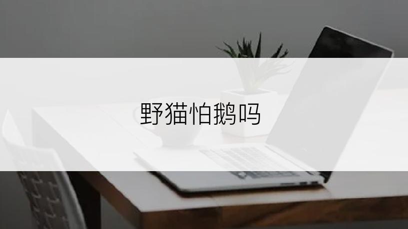 野猫怕鹅吗