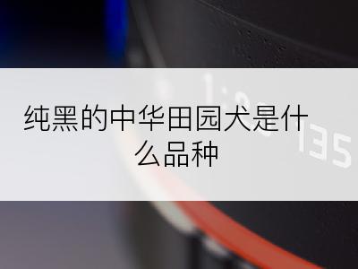 纯黑的中华田园犬是什么品种